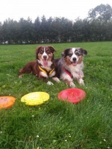 dog-frisbee